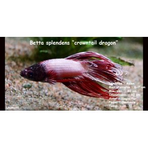 Betta splendens 