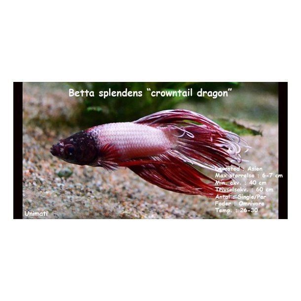 Betta splendens "crowntail dragon" - han