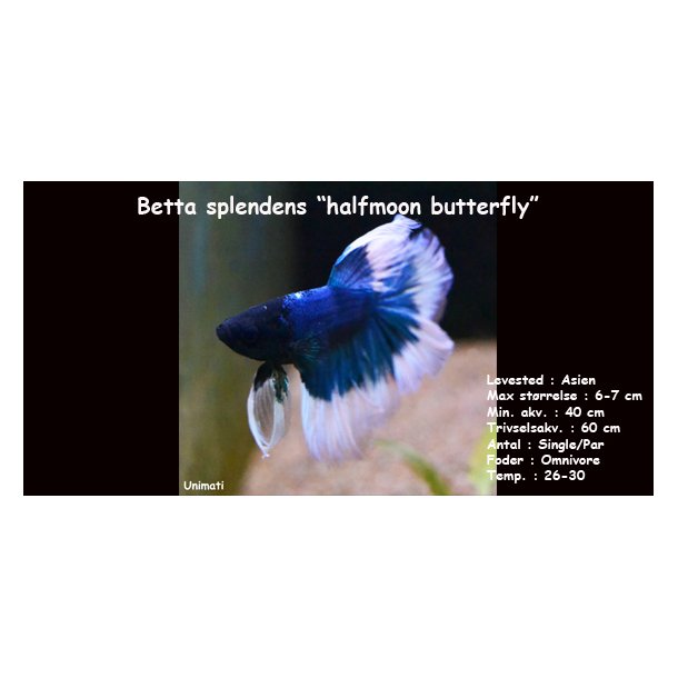 Betta splendens "halfmoon butterfly" han