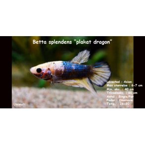 Betta splendens 