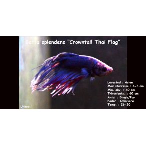 Betta splendens 