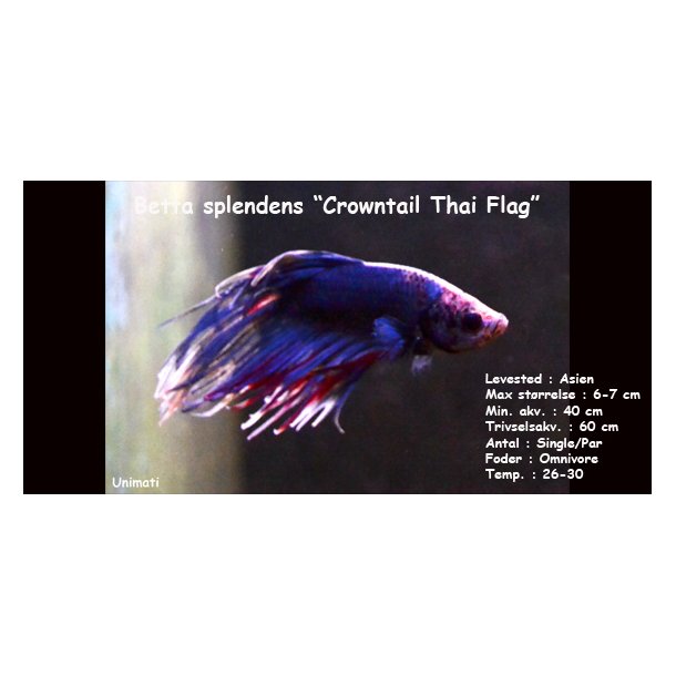 Betta splendens "crowntail Thai Flag" - han