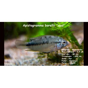 Apistogramma borellii 