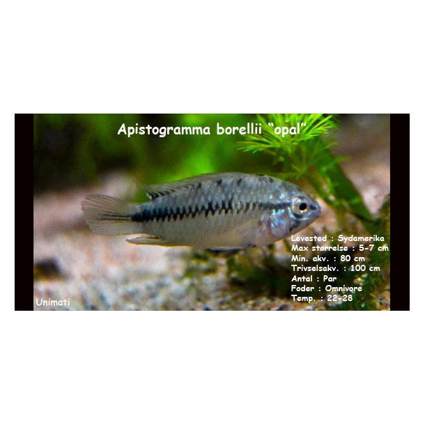 Apistogramma borellii "opal"