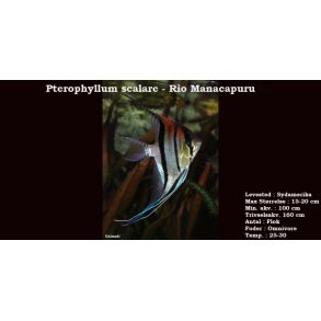 Pterophyllum scalare - Rio Manacapuru