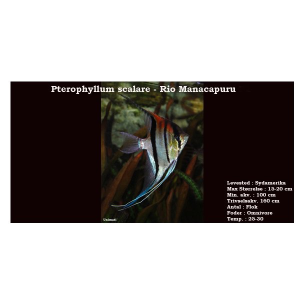 Pterophyllum scalare - Rio Manacapuru