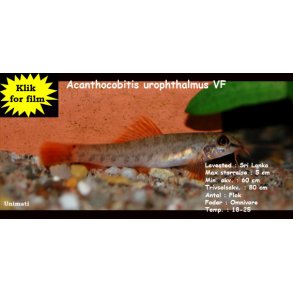 Acanthocobitis urophthalmus VF
