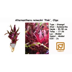 Alternanthera reineckii 'Pink', Clips