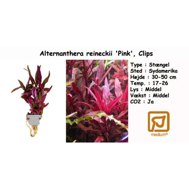 Alternanthera reineckii 'Pink', Clips