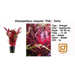 Alternanthera reineckii 'Pink', Potte