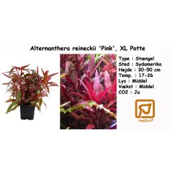 Alternanthera reineckii 'Pink', XL Potte
