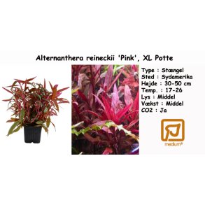 Alternanthera reineckii 'Pink', XL Potte