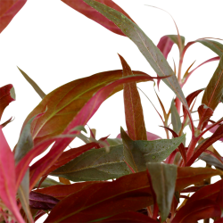 Alternanthera reineckii 'Pink', Clips