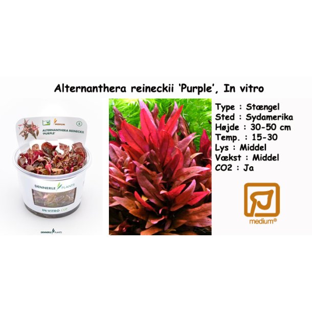 Alternanthera reineckii 'Purple', In vitro