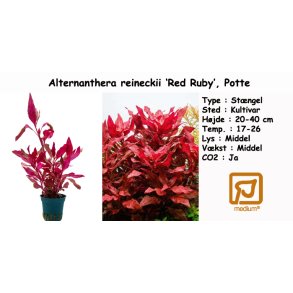 Alternanthera reineckii 'Red Ruby', Potte