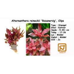 Alternanthera reineckii 'Rosanervig', Clips
