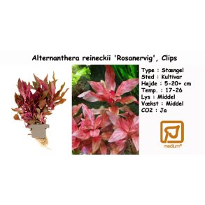 Alternanthera reineckii 'Rosanervig', Clips