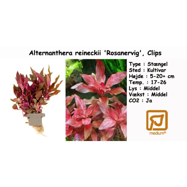 Alternanthera reineckii 'Rosanervig', Clips