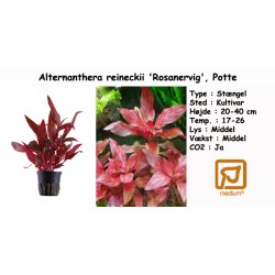Alternanthera reineckii 'Rosanervig', Potte