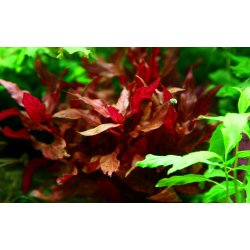 Alternanthera reineckii 'Rosanervig', Potte