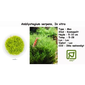 Amblystegium serpens - Mos, In vitro