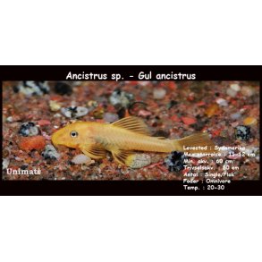 Ancistrus sp. - Gul ancistrus