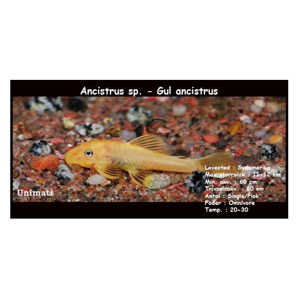 Ancistrus sp. - Gul ancistrus