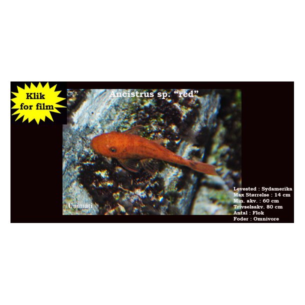Ancistrus sp. "red"