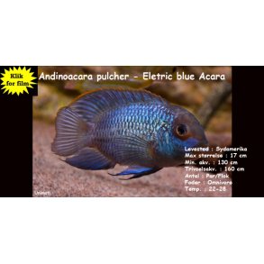 Andinoacara pulcher - Electric blue Acara