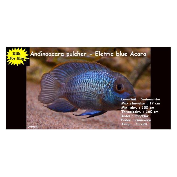Andinoacara pulcher - Electric blue Acara