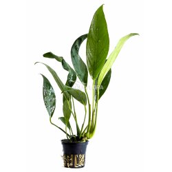 Anubias afzelii, Potte