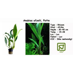 Anubias afzelii, Potte