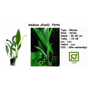 Anubias afzelii, Potte
