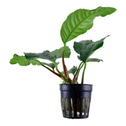 Anubias barteri 'Coffeifolia', Potte