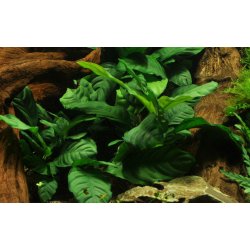 Anubias barteri 'Coffeifolia', Potte