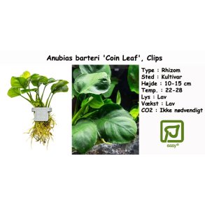 Anubias barteri 'Coin Leaf', Clips
