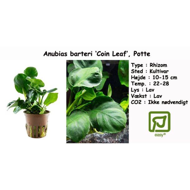 Anubias barteri 'Coin Leaf', Potte