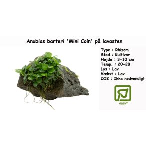 Anubias barteri 'Mini Coin' p� lavasten