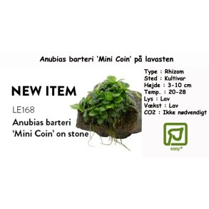 Anubias barteri 'Mini Coin' p� lavasten