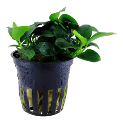 Anubias barteri var. nana 'Petite', Potte