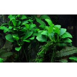 Anubias barteri var. nana 'Petite', Clips