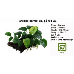 Anubias sp. p� rod, XL