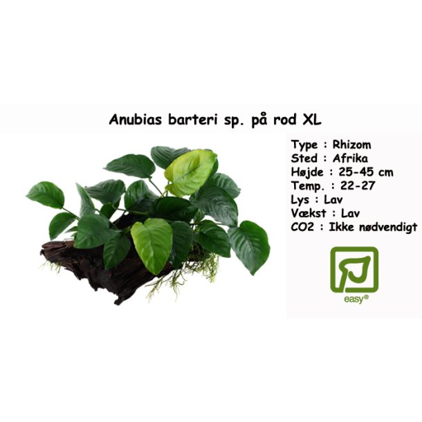 Anubias sp. p rod, XL