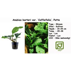 Anubias barteri 'Coffeifolia', Potte