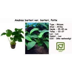 Anubias barteri var. barteri, Potte