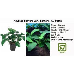 Anubias barteri var. barteri, XL Potte