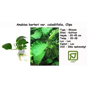 Anubias barteri var. caladiifolia, Clips