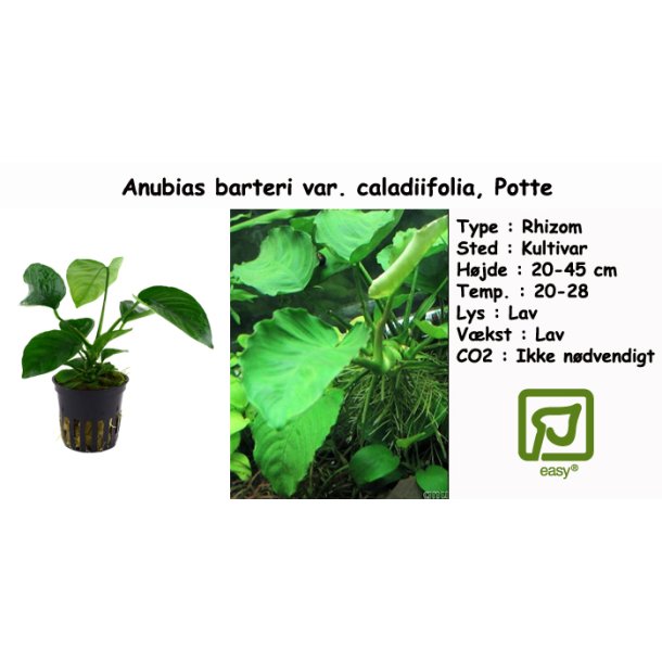 Anubias barteri var. caladiifolia, Potte