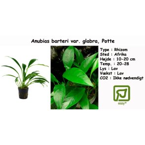Anubias barteri var. glabra, Potte