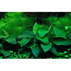 Anubias barteri var. nana, 1-2-Grow! 